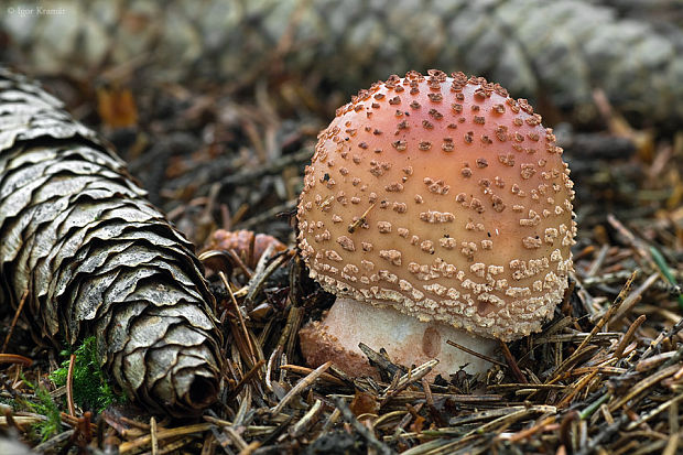 muchotrávka červenkastá Amanita rubescens Pers.