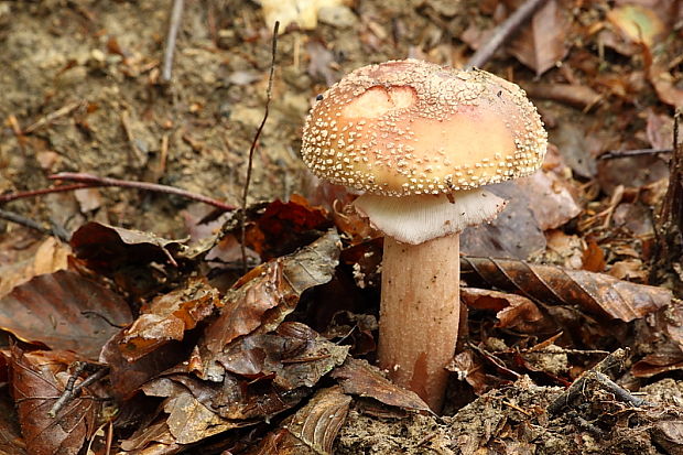 muchotrávka červenkastá Amanita rubescens Pers.