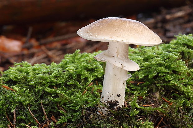 muchotrávka červenkastá Amanita rubescens Pers.