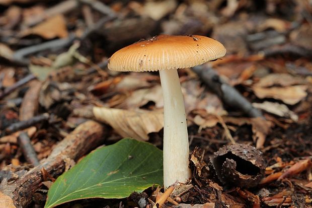 muchotrávka Amanita sp.