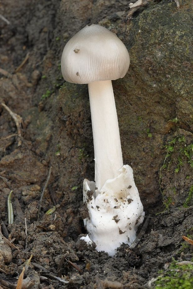 muchotrávka pošvatá Amanita vaginata (Bull.) Lam.