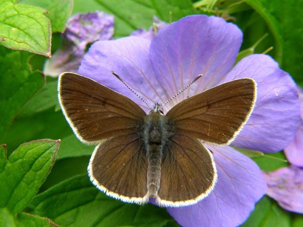 modračik bielopásy Aricia eumedon