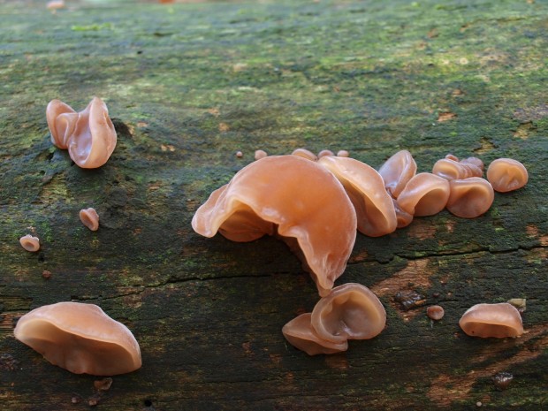 uchovec bazový ?? Auricularia auricula-judae (Bull.) Quél.