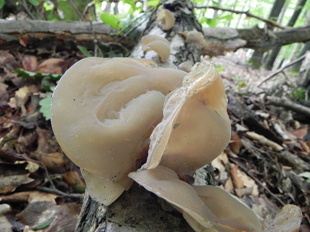 uchovec bazový Auricularia auricula-judae (Bull.) Quél.