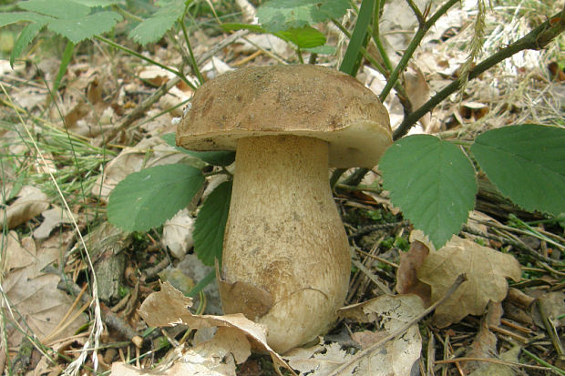 hríb dubový Boletus reticulatus Schaeff.