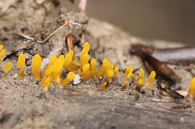 parôžkovec malý Calocera cornea (Fr.) Loud.