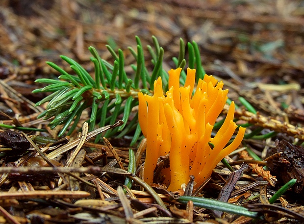 parôžkovec lepkavý Calocera viscosa (Pers.) Fr.