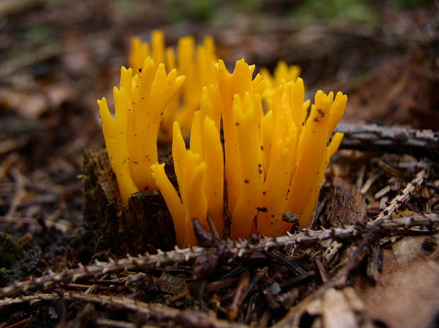 parôžkovec lepkavý Calocera viscosa (Pers.) Fr.