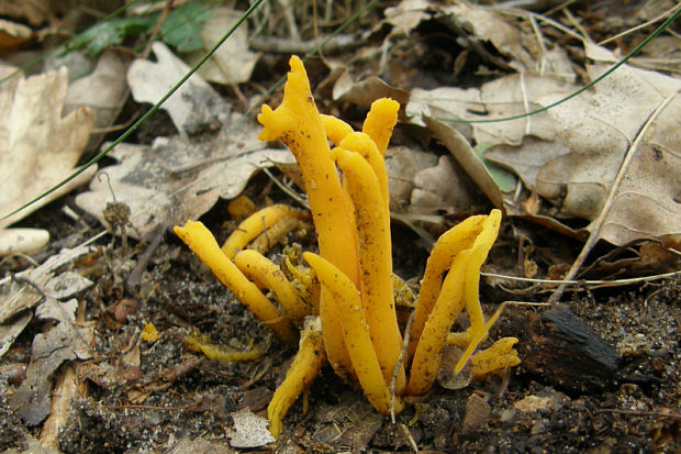 parôžkovec lepkavý Calocera viscosa (Pers.) Fr.