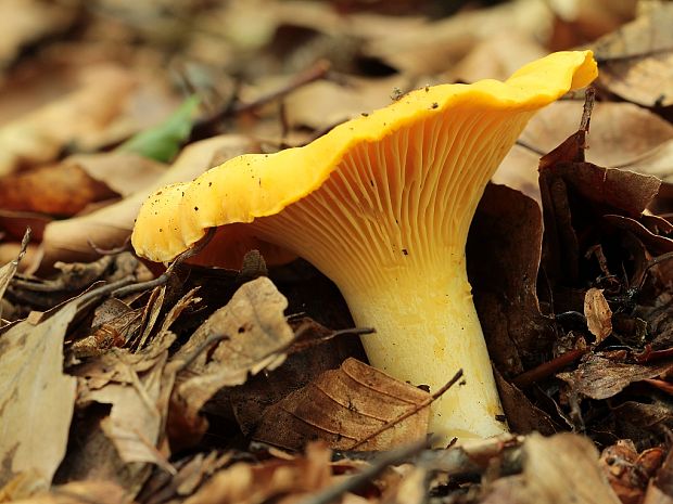 kuriatko Cantharellus sp.