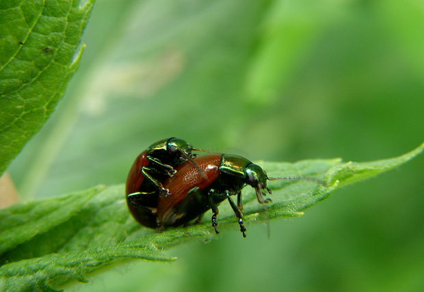 liskavka Chrysolina polita