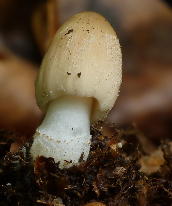 hnojník Coprinellus sp.???