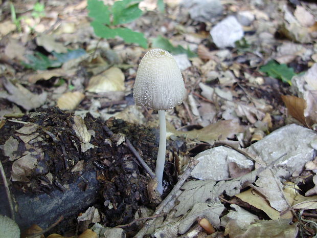 hnojník blanitý Coprinellus xanthothrix (Romagn.) Vilgalys, Hopple & Jacq. Johnson