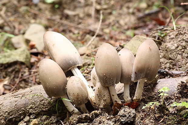 hnojník Coprinus sp.