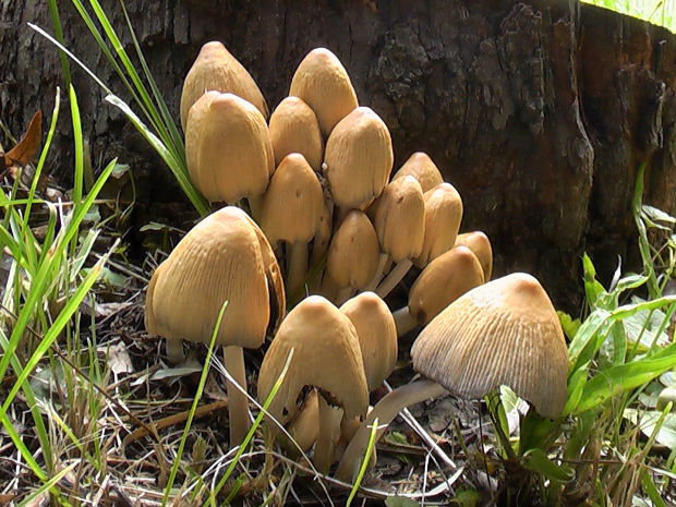 hnojník Coprinus sp.