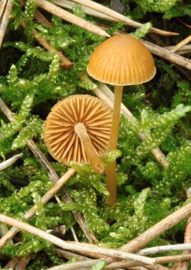 kapucňovka Galerina sp.