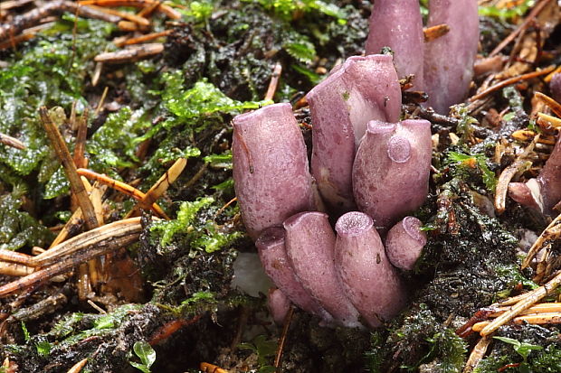 lievikovec kyjakovitý Gomphus clavatus (Pers.) Gray