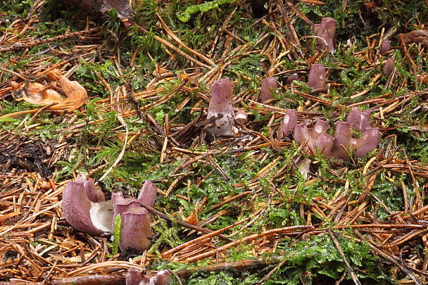 lievikovec kyjakovitý Gomphus clavatus (Pers.) Gray