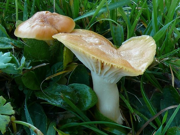 voskovka luční - Lúčnica lúčna Hygrocybe pratensis var. pratensis  (Pers.) Bon 1976