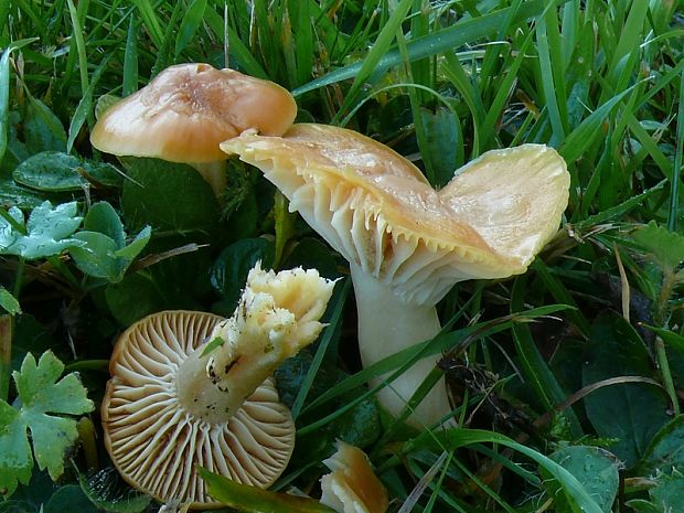 voskovka luční - Lúčnica lúčna Hygrocybe pratensis var. pratensis  (Pers.) Bon 1976