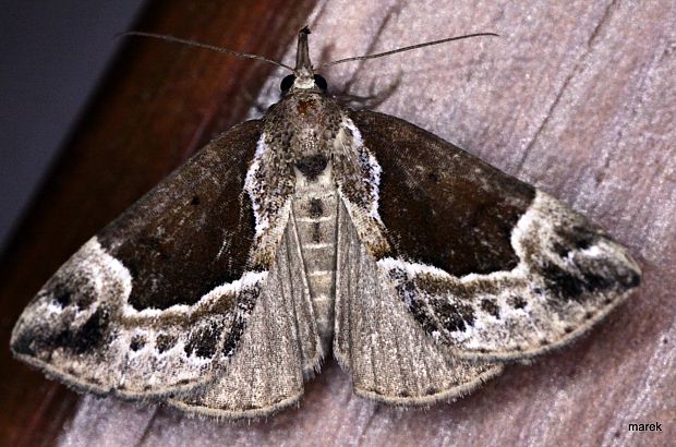 pamora čučoriedková (sk) / zobonosec borůvkový (cz) Hypena crassalis Fabricius, 1787