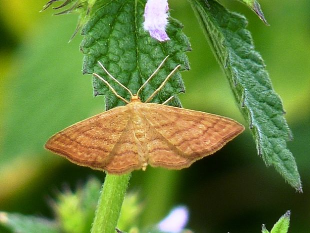 piadica okrová Idaea ochrata