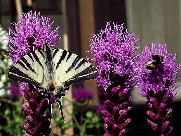 vidlochvost ovocný Iphiclides podalirius