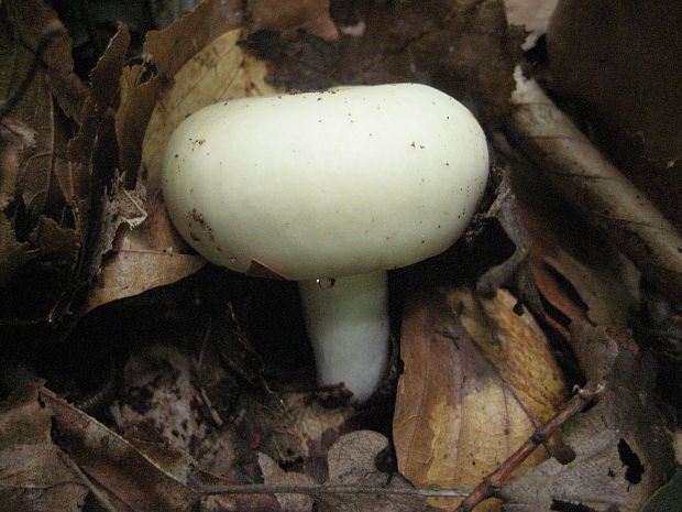 rýdzik Lactarius sp.