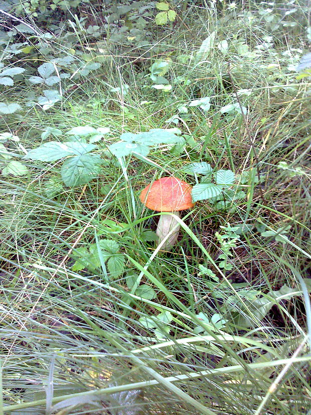 kozák osikový Leccinum albostipitatum den Bakker & Noordel.