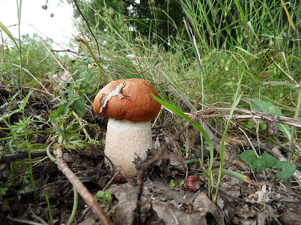 kozák osikový Leccinum albostipitatum den Bakker & Noordel.