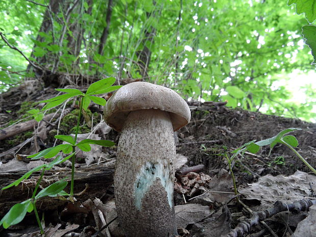 kozák hnedý Leccinum decipiens (Singer) Pilát & Dermek