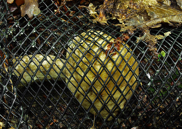 kozák hrabový Leccinum pseudoscabrum (Kallenb.) Šutara