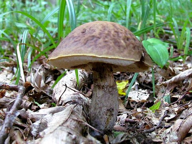 kozák hrabový Leccinum pseudoscabrum (Kallenb.) Šutara