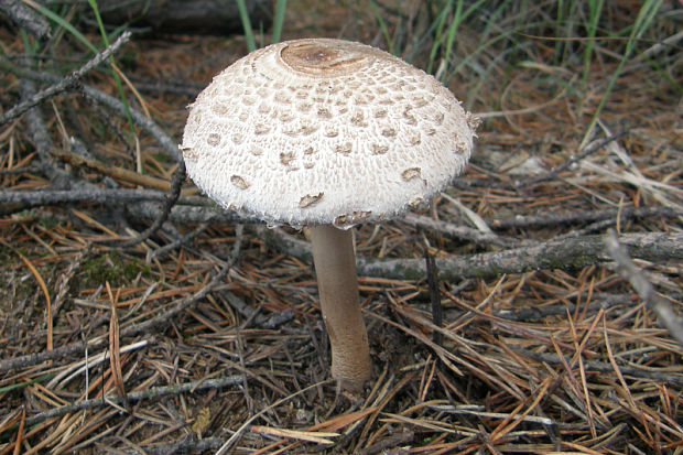 bedľa vysoká Macrolepiota procera (Scop.) Singer