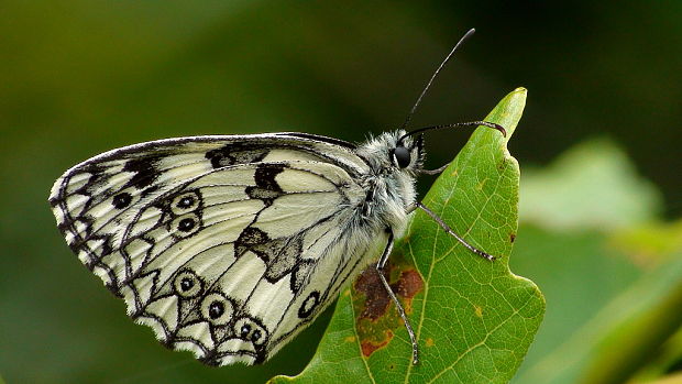 očkáň timotejkový Melanargia galathea