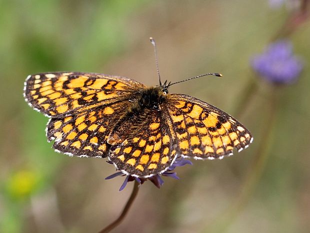 hnedáčik  skoroceľový Melitaea athalia