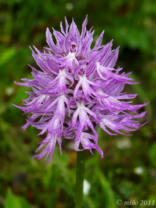 vstavač Orchis italica Poir.