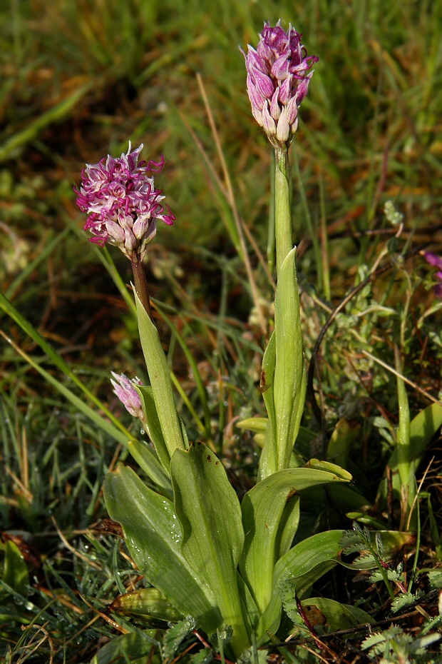 vstavač opička Orchis simia Lam.