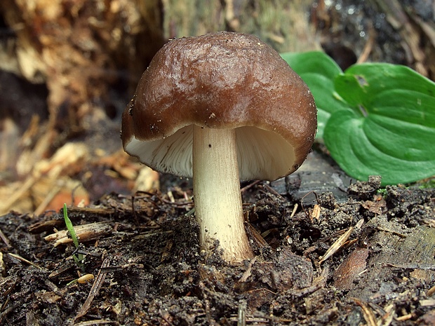 štítovka jelenia Pluteus cervinus (Schaeff.) P. Kumm.