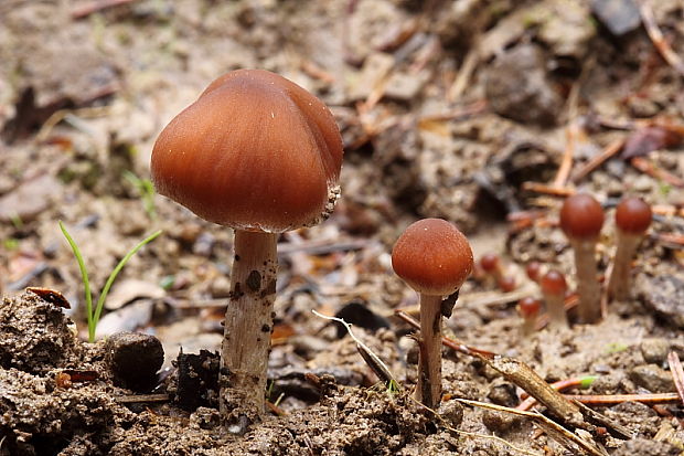 drobuľka vodomilná Psathyrella piluliformis (Bull.) P.D. Orton