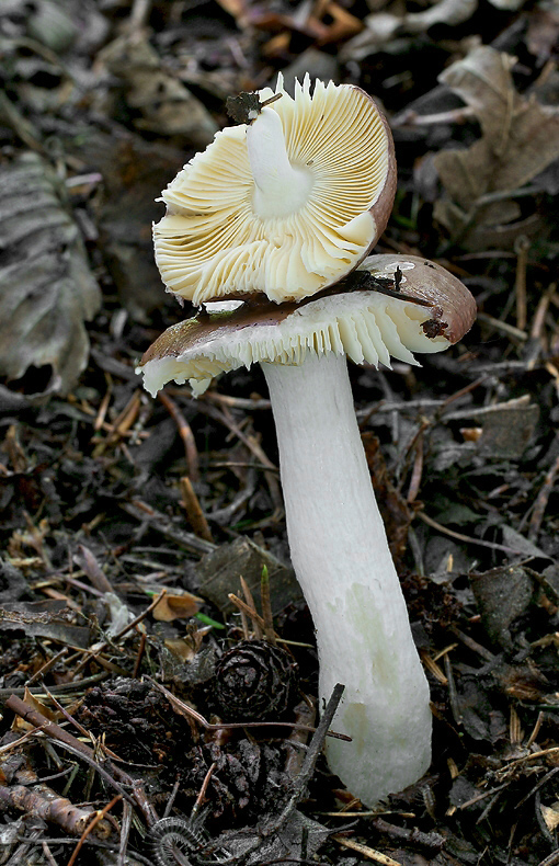 plávka Russula sp.