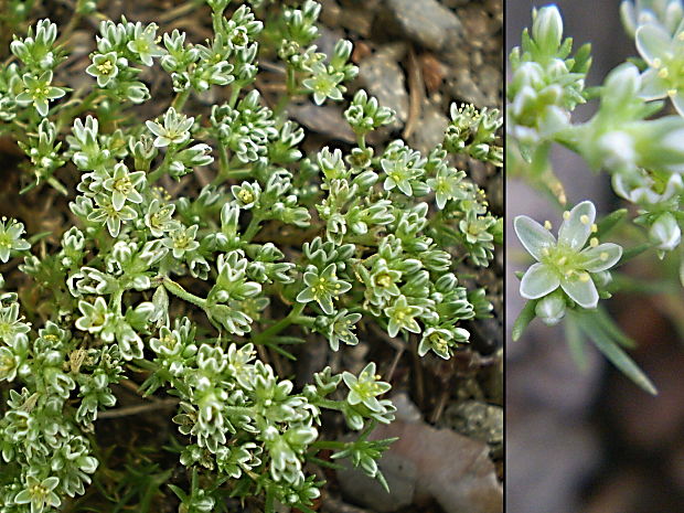 sklerant trváci Scleranthus perennis L.