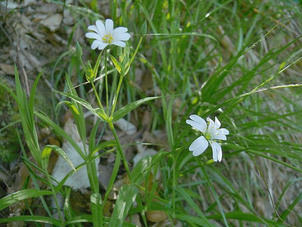 ptačinec velkokvětý - hviezdica veľkokvetá Stellaria holostea L.