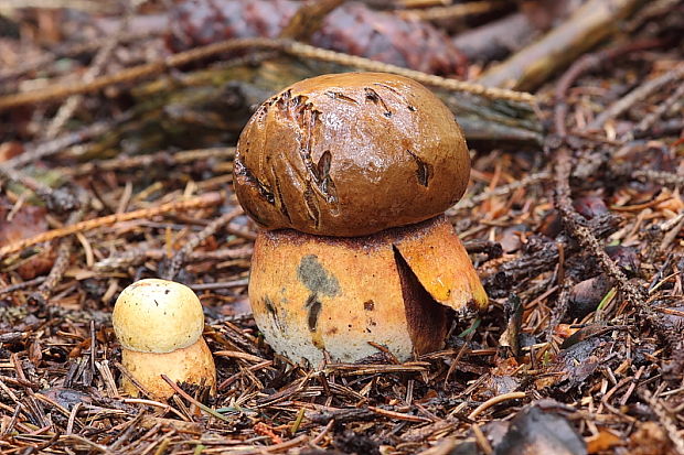 hríb zrnitohlúbikový Sutorius luridiformis (Rostk.) G. Wu & Zhu L. Yang