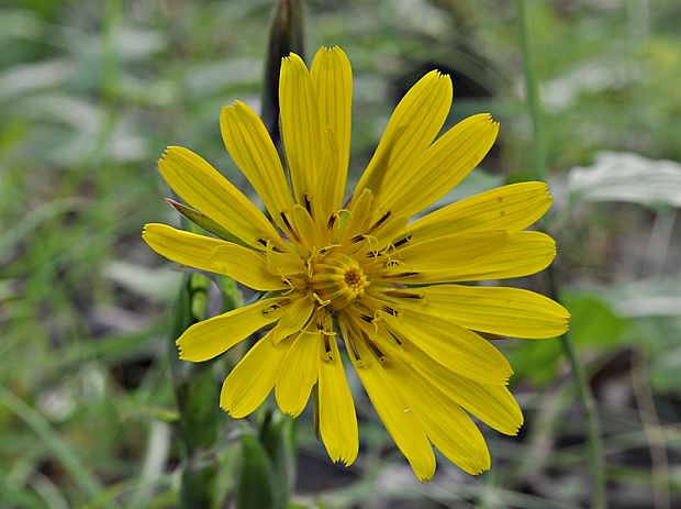 kozobrada východná Tragopogon orientalis L.