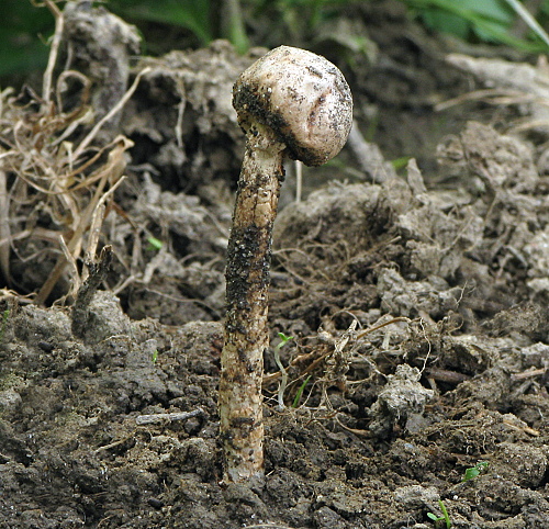 stopkovec vláknitý Tulostoma fimbriatum Fr.