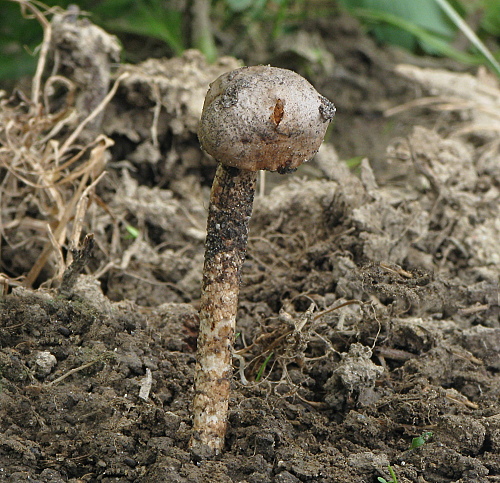 stopkovec vláknitý Tulostoma fimbriatum Fr.