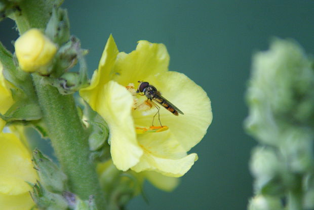 divozel Verbascum sp.