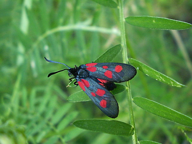 vretienka viková Zygaena viciae