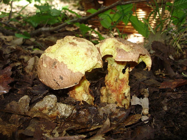 hríb príveskatý Butyriboletus appendiculatus (Schaeff. ex Fr.) Secr.